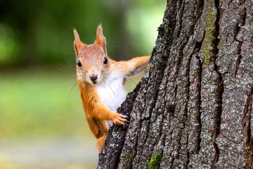 Schilderijen op glas Leuke Euraziatische rode eekhoorn zit op een boom op een wazige achtergrond. © olmax1975