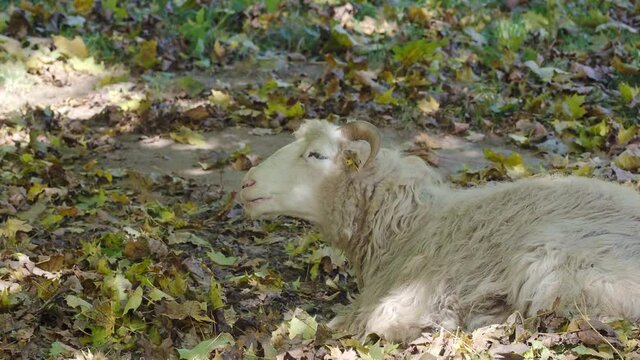 Ovis aries, domestic sheep - Wallachian lying on the ground and resting, profile view, curved horns.