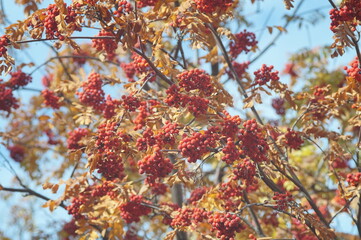 Full-color photo. Autumn texture. Leaves, branches and fruits of trees in autumn. Bright sunlight. Saturated colors.