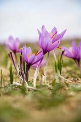 Saffron crocus flowers on ground, Delicate purple plant field