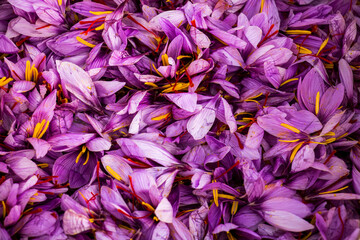 Saffron flowers background. Crocus sativus purple petals top view. Harvest collection season