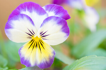 Obraz na płótnie Canvas Adorable viola flowers grown outdoors 