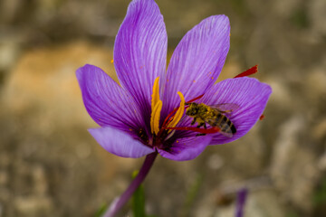 Fototapeta premium Honey bee on saffron flower. Crocus sativus blooming purple plant on ground, bee collecting pollen