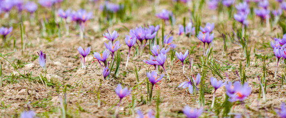 Saffron crocus flowers on ground, Delicate purple plant field