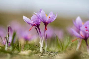 Poster Saffron crocus flowers on ground, Delicate purple plant field © Rawf8