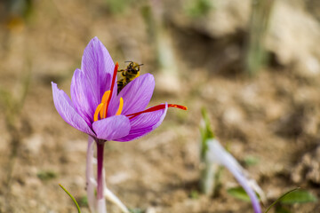 Honey bee on saffron flower. Crocus sativus blooming purple plant on ground, bee collecting pollen