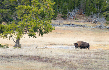 A large male bison in Yellowstone National Park in autumn, USA.