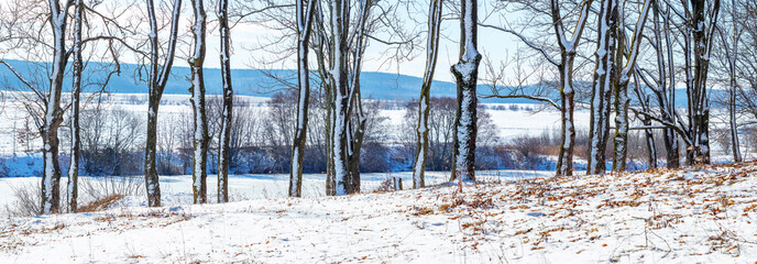 Snow-covered trees near the river in winter, panorama