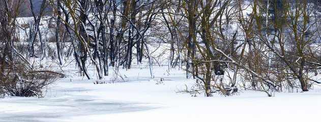Snow-covered trees by the river, forest after the snowfall