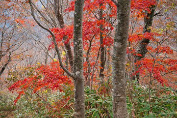いとしろの紅葉