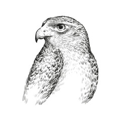 bird hawk eagle flight wings feathers