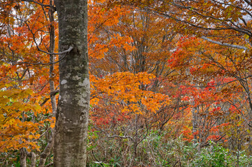 いとしろの紅葉