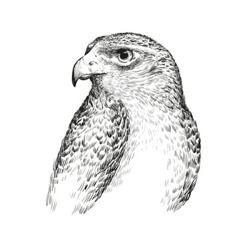 recommend clip art: bird hawk eagle flight wings feathers