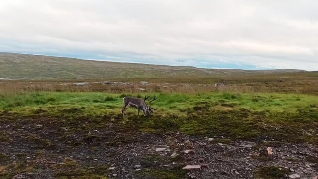 Reindeer with large antlers eating grass in the norwegian mountains