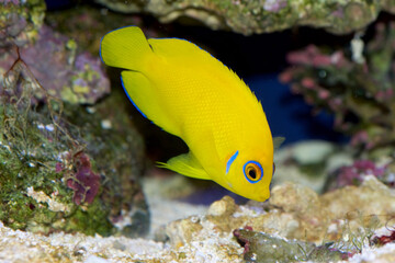 Fototapeta na wymiar Lemonpeel Angelfish, Centropyge flavissima, is a dwarf, or pygmy, saltwater angelfish from the Pacific and Indian Oceans. The blue eye marking denotes the species.