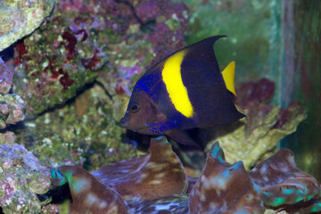 Fototapeta na wymiar The Asfur Angelfish, Pomacanthus asfur, is also called the Arabian Angelfish, Crescent Angelfish or Half-Moon Angelfish. This is a juvenile with adult coloring.