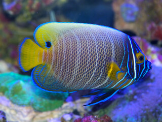 Blue faced angelfish, Pomacanthus xanthometopon, in transition between juvenile and adult colors