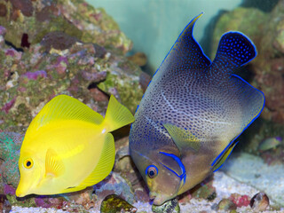 A semi-adult Koran Angelfish, Pomacanthus semicirculatus in a reef aquarium swimming with a Yellow Tang, Zebrasoma flavescens, tropical marine fish