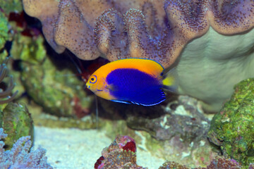 African Flameback Pygmy Angelfish, Centropyge acanthops, a tropical saltwater fish