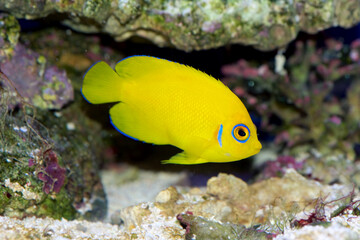 Lemonpeel Angelfish, Centropyge flavissima, is a dwarf, or pygmy, saltwater angelfish from the Pacific and Indian Oceans. The blue eye marking denotes the species. - obrazy, fototapety, plakaty
