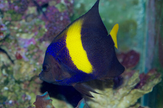 The Asfur Angelfish, Pomacanthus asfur, is also called the Arabian Angelfish, Crescent Angelfish or Half-Moon Angelfish. This is a juvenile with adult coloring.