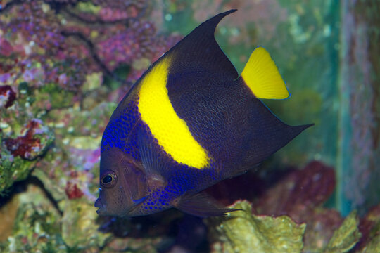 The Asfur Angelfish, Pomacanthus asfur, is also called the Arabian Angelfish, Crescent Angelfish or Half-Moon Angelfish. This is a juvenile with adult coloring.