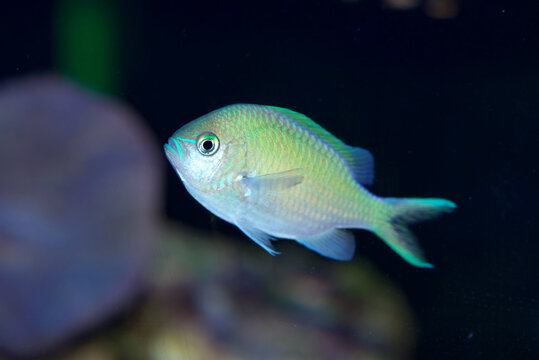 Blue Green Chromis, Chromis viridis, a popular and peaceful aquarium fish from the Indo-Pacific Oceans