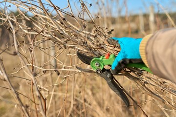 Close-up of female gardener in gloves with pruning shears with branches of dry raspberries