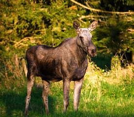 Naklejka na ściany i meble Elk standing at the rand of the forest. 