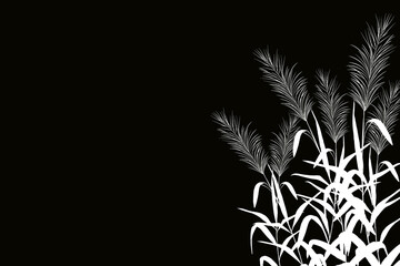 Vector hand drawing sketch with reeds or cane. Illustration of black and white silhouette.