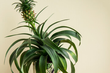 Fototapeta premium Pineapple plant (Ananas comosus) grows in the pot. Closeup