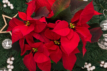 Christmas holiday winter New Year festive card. Xmas tree branches and red flower poinsettia.