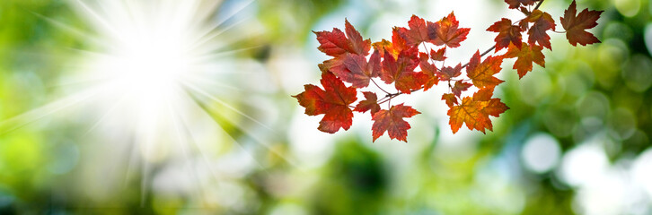 image of beautiful trees with autumn leaves in the park close-up