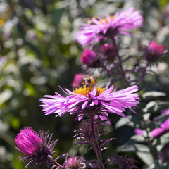 image of flowers and bees in the garden close-up