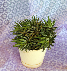 overgrown succulent haworthia in a slide on a lilac background