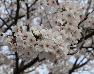 cherry tree blossom