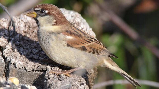 sparrow bird eating seeds in the manger