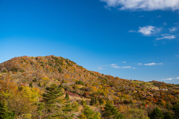 紅葉する茶臼山高原