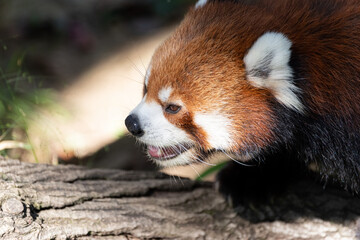 レッサーパンダ