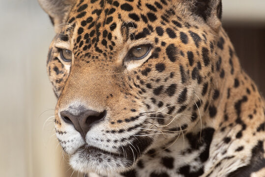 ジャガー Images Browse 551 Stock Photos Vectors And Video Adobe Stock