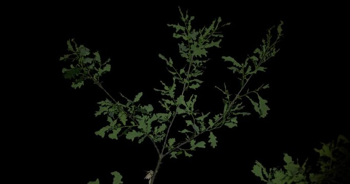 Oak branch with young green leaves on a black background at night