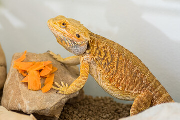 Bearded dragon (Pogona vitticeps) eating slices of carrot in terrarium