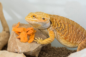 Bearded dragon (Pogona vitticeps) eating slices of carrot in terrarium