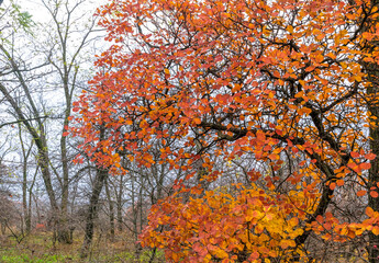 Beautiful autumn forest in November