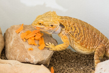 Bearded dragon (Pogona vitticeps) eating slices of carrot in terrarium
