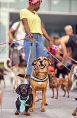 A group of young dog walkers is walking with bunch of dogs under their control. Pets, walkers,...