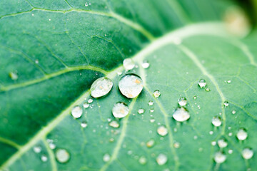 Natural background, close-up view of some water droplets on a green leaf.