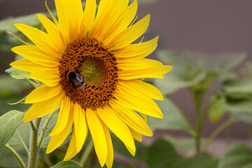 Bright yellow sunflowers and sun. Selective focus
