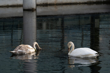 łabędzie na wodzie © Kacper