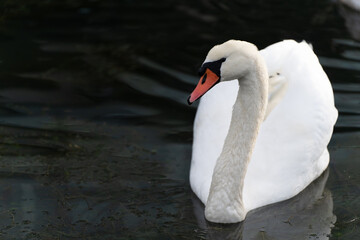 łabędzie na wodzie © Kacper